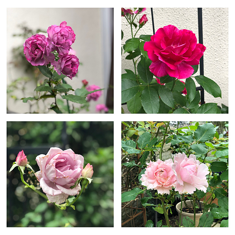 もう少なくなってきましたが、まだ薔薇が残ってます😀