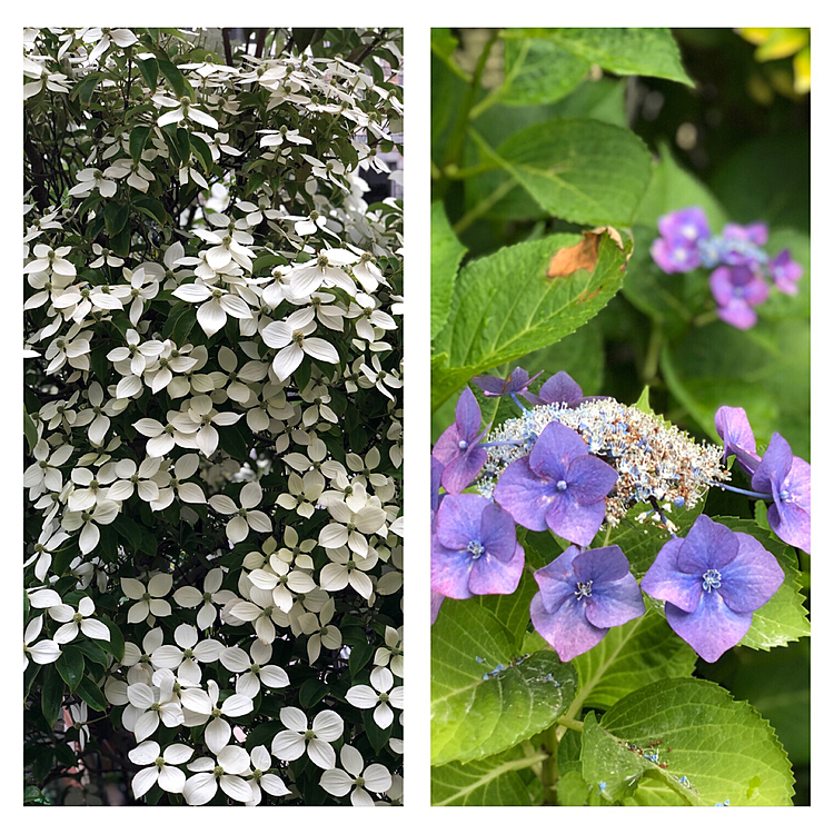 山法師と紫陽花も綺麗です😁