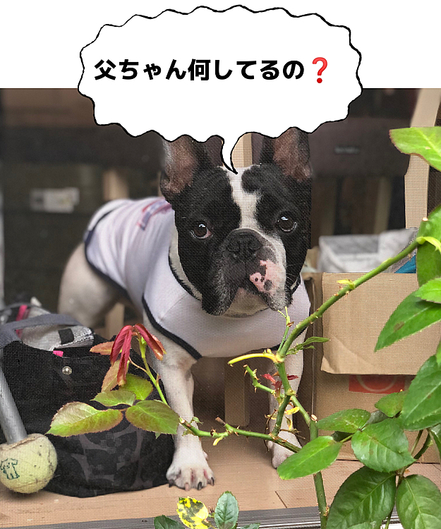 庭で薔薇の写真を撮っていたら視線を感じたので家の中を見ると、まろがジーッと見てました😆