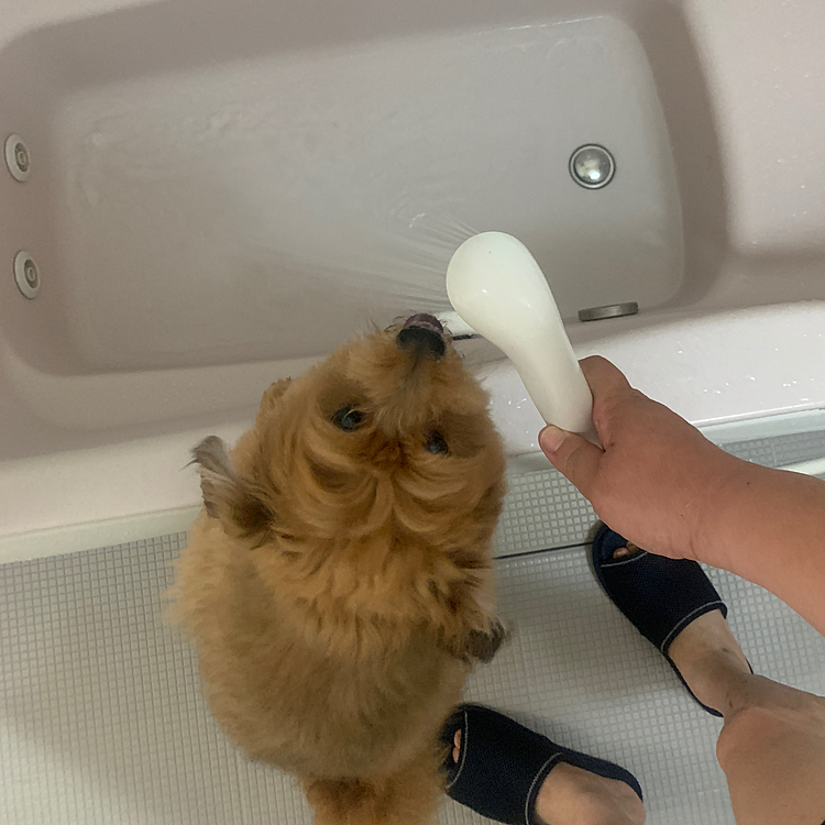 喉乾いて風呂場までまず飲みにきたほくとくん