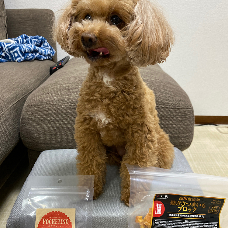 今日はペットショップに行ってきました！
モコちゃんのおやつ買いました🐶
