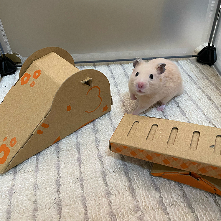 このダンボールのすべり台とシーソーもペットショップで買いました！
