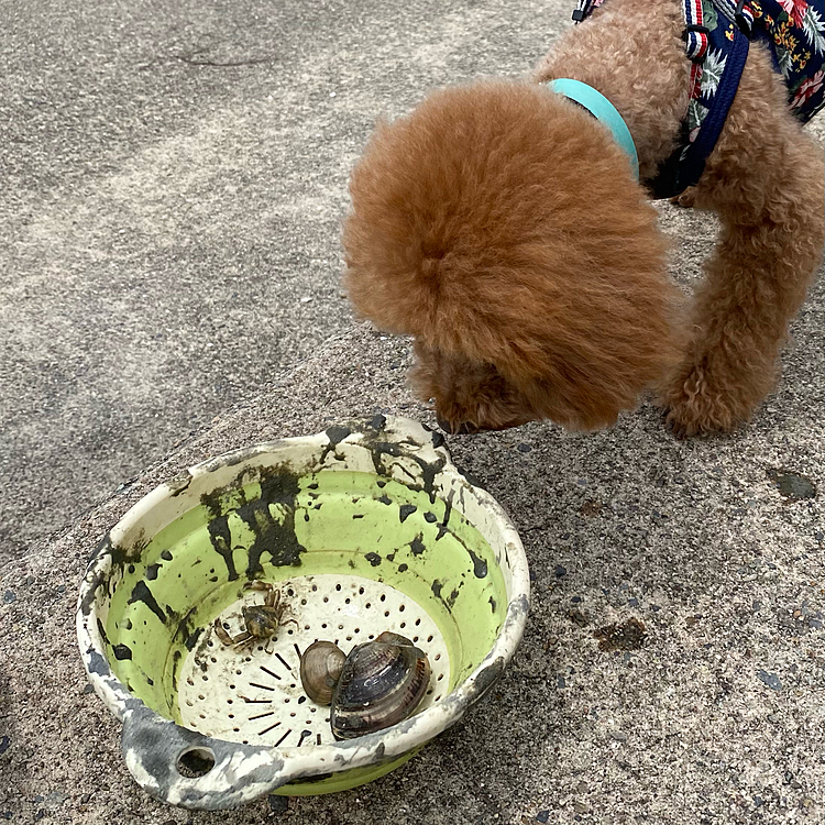 でもこの日のメインは橋を渡った場所での潮干狩りです🐚

黙々と掘る事1時間ちょっと、この日の成果は何とハマグリ1個とアサリ2個😭
何年も前ですが今まで3回行きこのザルに半分〜いっぱい採れていたんですよ😉
でも地元のおじさん曰く今年は全然採れないとの事なので仕方ないですね😅