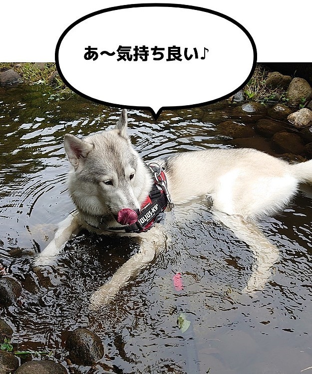 いくら暑いからって、そこで寝そべらなくても……。
