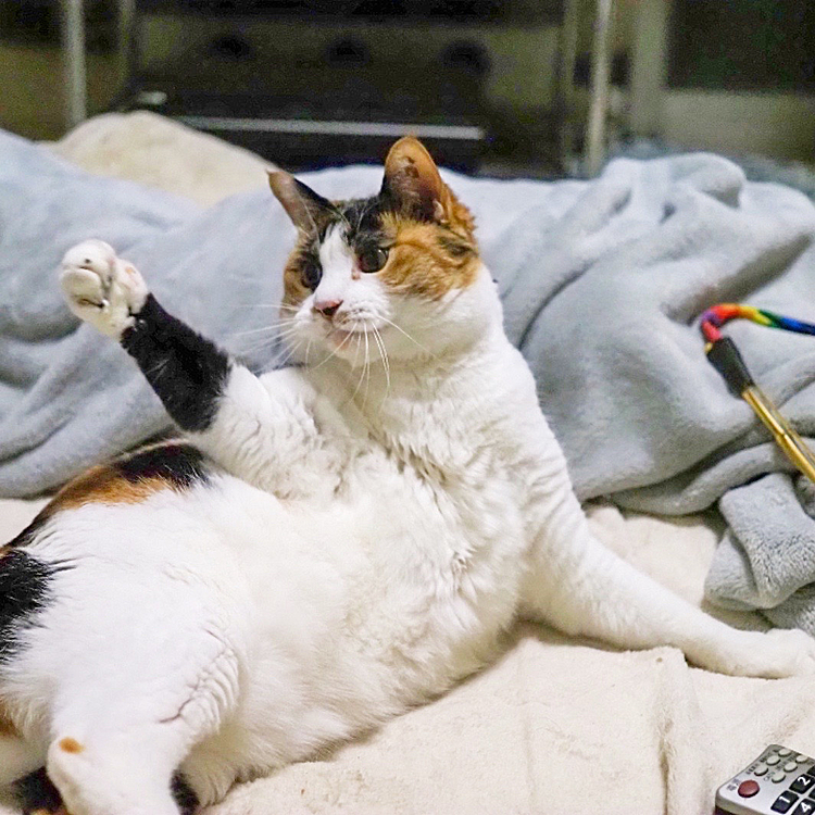 招きパンチ
