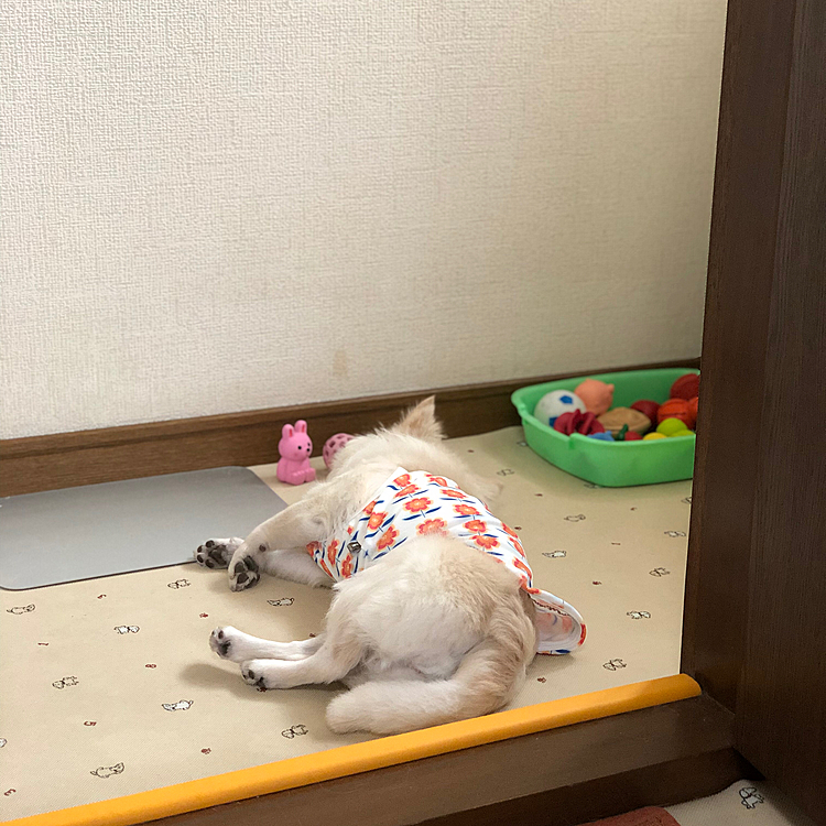 おはようございます🌥
小雪は、眠さと地面が濡れていて、超ノロノロ歩きでした🎵🐶
帰るや否や、寝る💤🤣