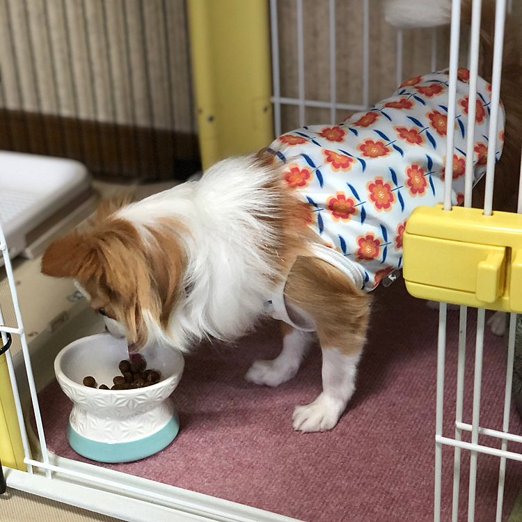 小春は最近、トッピングしないとフードを食べないようになってきたね😅
フードに飽きてきたのかなぁ❓
別のフードをローテーションしなきゃかしら🤔