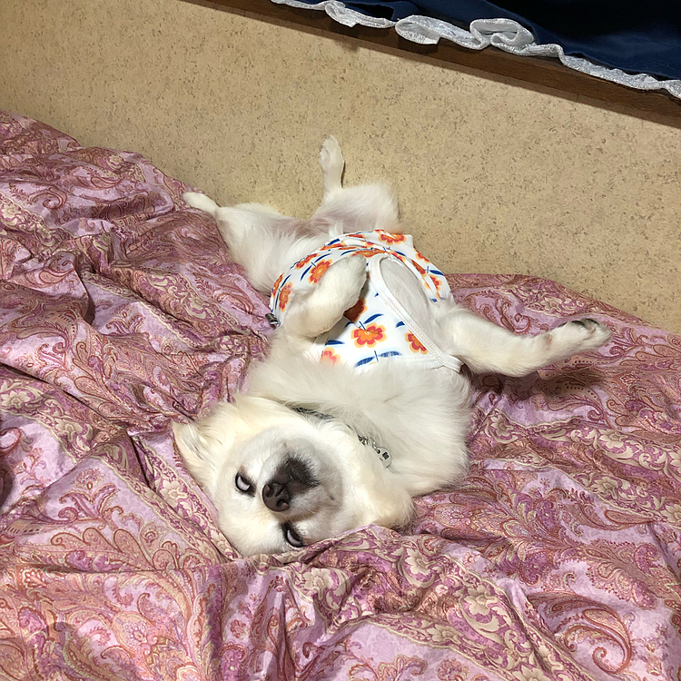 昨夜の小雪💤
ヘソ天に白目って…
いちおう女子なんやけどなぁ😂