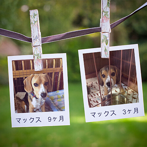 6/4に9ヶ月になりました🐶🧢💕🍀
お猿顔から少し大人の顔になったね😆