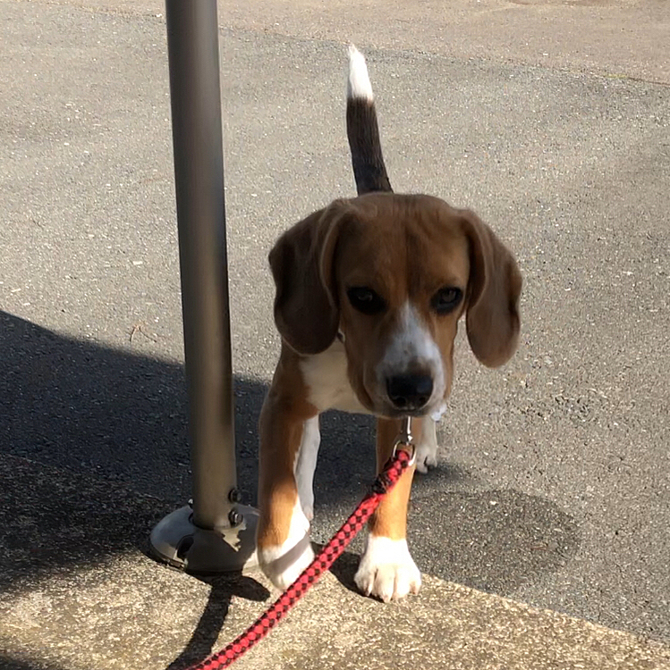 先週の日曜日には、ロングリードが切れてマックスが走って行ってしまい、何とか戻ってきてくれたから良かったけど、私の不注意😰
切れると思わなくてビックリ‼️
点検は必要ですね😣