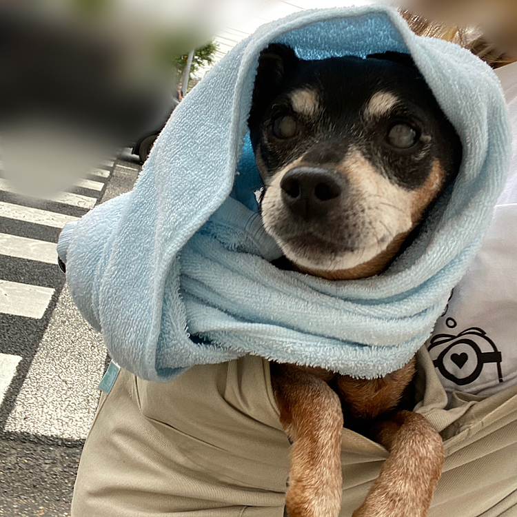 これは診察がなくお薬だけで病院がおわって余裕で帰るピン太さんです。

雨降ってきちゃったからタオルガードさせていただきました☔