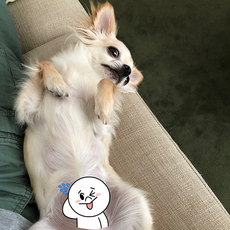 2021.6.14(月)
こんばんは♪
今日は仕事だったので帰ってきて一緒にのんびりしました😊