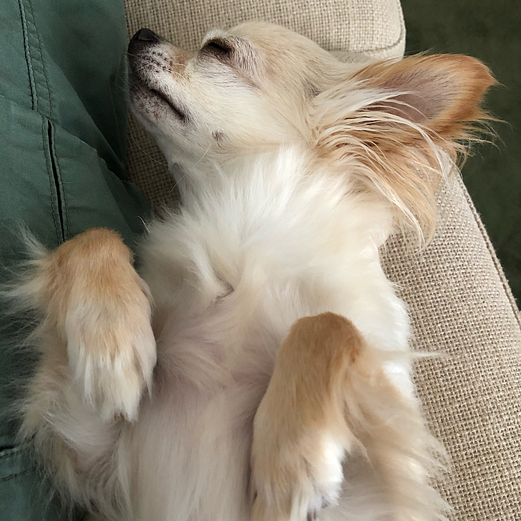 そのまま寝てしまいました🐶😊💤

