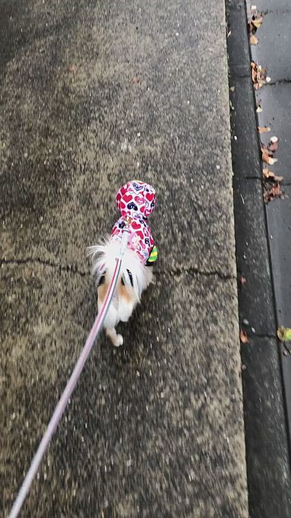 お昼寝の後、雨が一時止んだのでお散歩に行きました😊帰ってきたらまた雨が降り出しタイミングが良かったです😆
