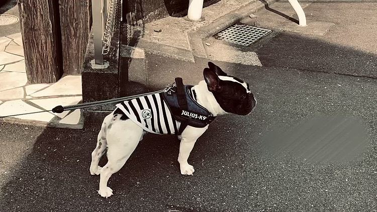 今朝もワンワンされて少し困り顔のまろです😅