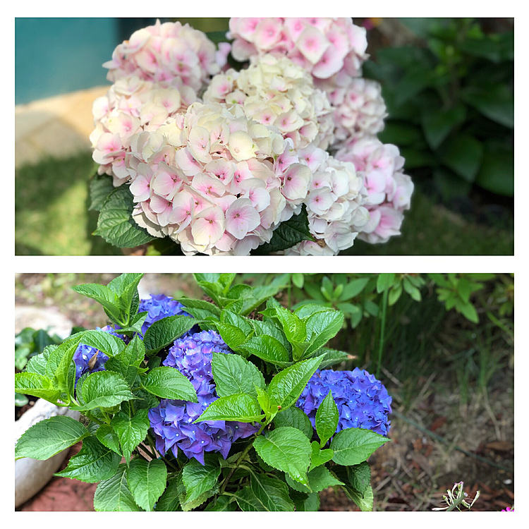 紫陽花も良い感じです❣️