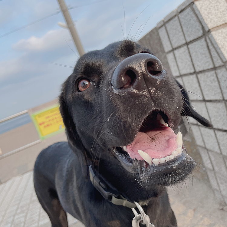 海に来てニッコリな犬さん🥰💕