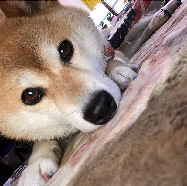 今日から始めました！
よろしくお願いします💦実家で柴犬飼ってます！！
#柴犬🐶
#動物専門学生
