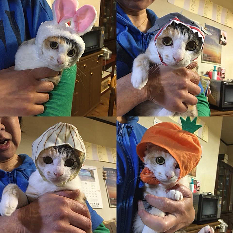 かぶってみました