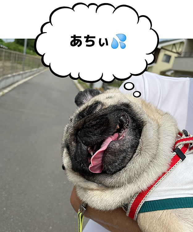 とうちゃん、寝坊で朝んぽ出遅れました😅
暑さにへこたれ、抱っこで帰宅🐶