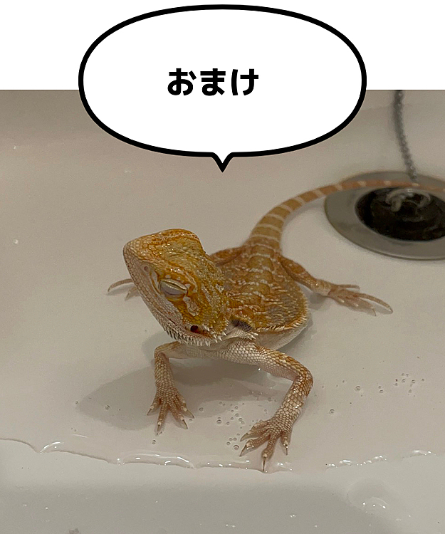 今日はお風呂に入れたそうです♨️