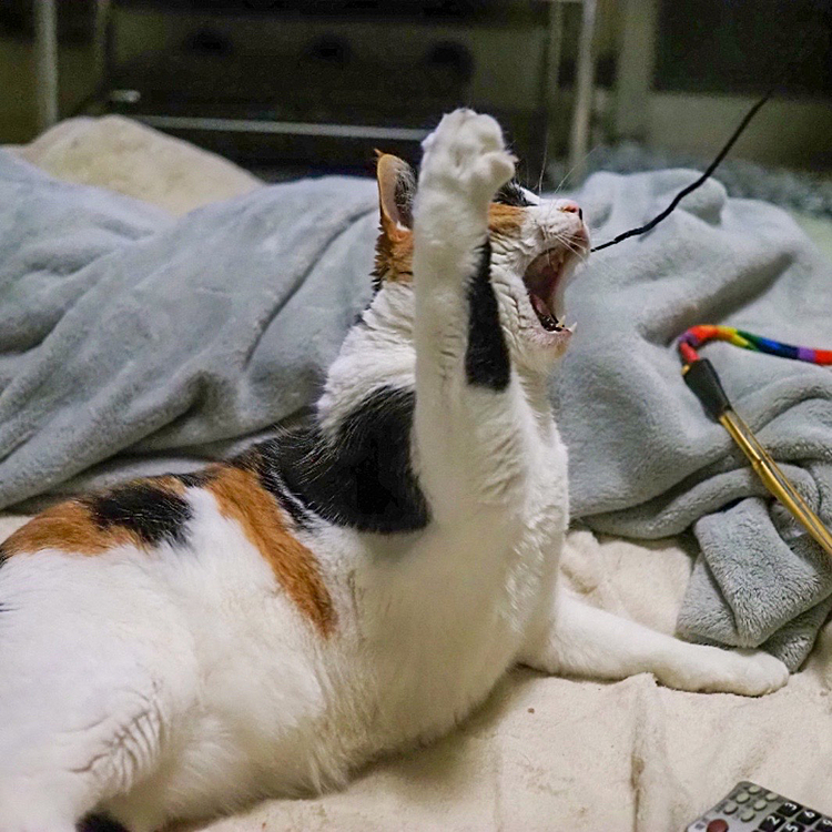 高速アタックにゃ