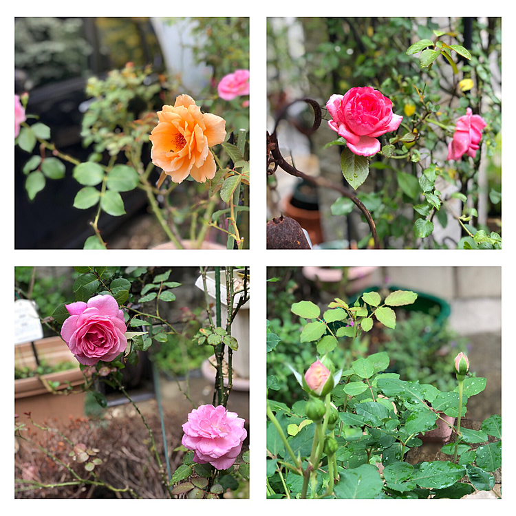 まだ蕾もあちらこちらにあるので、もう少しバラを楽しめそうです😁
