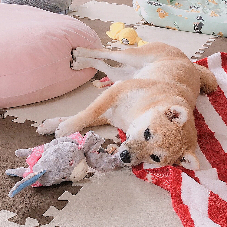 おもちゃとまったり中🐾
プープー鳴るおもちゃより
シャカシャカ鳴るのが好きみたい❣️