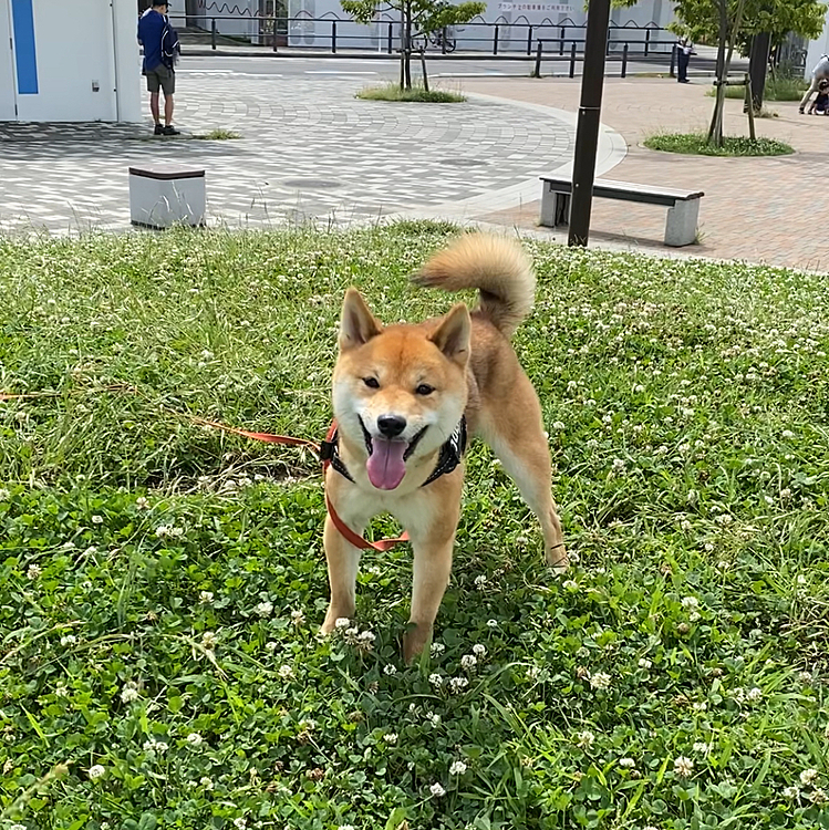 2021.06.17
今朝の朝んぽです🐾
雨かと思ったら晴れ☀️
