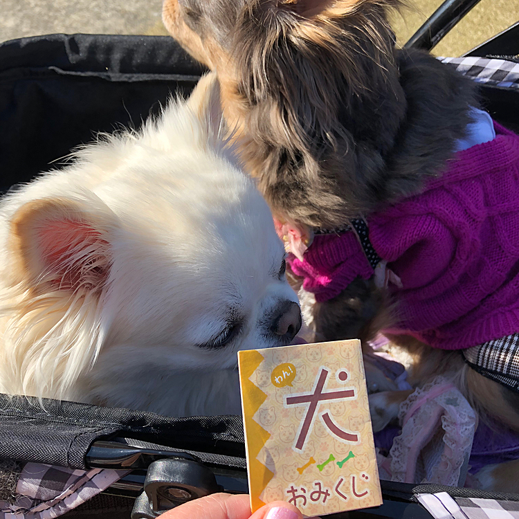 わんちゃんおみくじ引いてきました。

とりあえず悪くなかったわんよ。