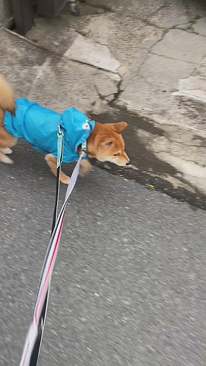 06.17
昨日の夕方のお散歩🐾
地面も乾いていたけど、時々雨がポツポツ☔️カッパを着せてお散歩しました。