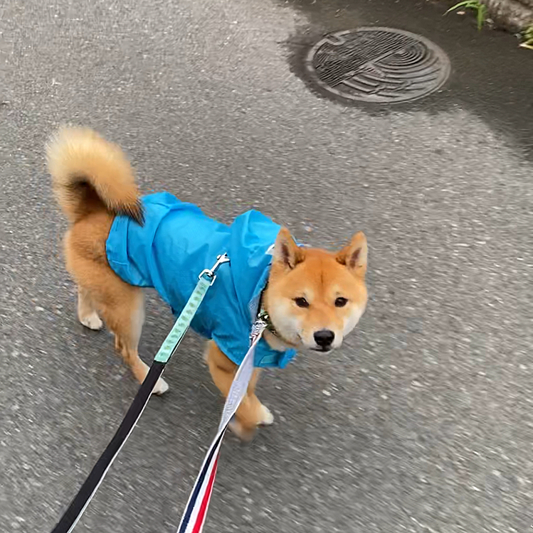 ずっと前にスリコで買ったレインコートがだいぶくたびれてきたので💦
そろそろ新しいのを買ってあげたいな😅