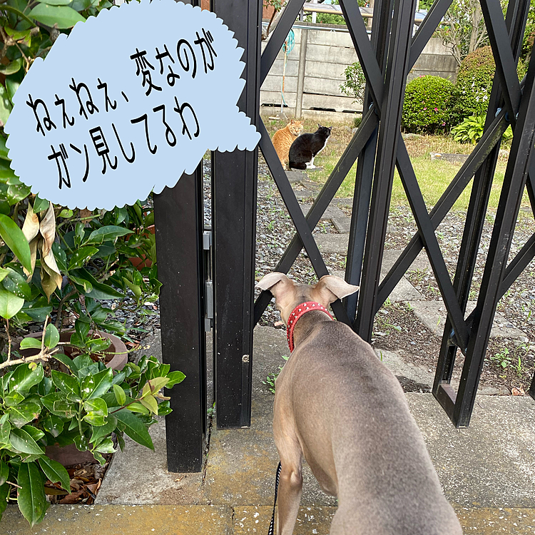 珍しく、猫を見かけました🐈🐈‍⬛
