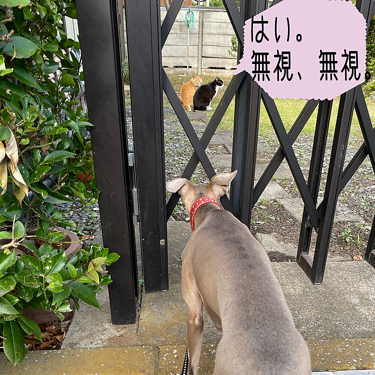 猫ちゃんの方がオトナです😆
