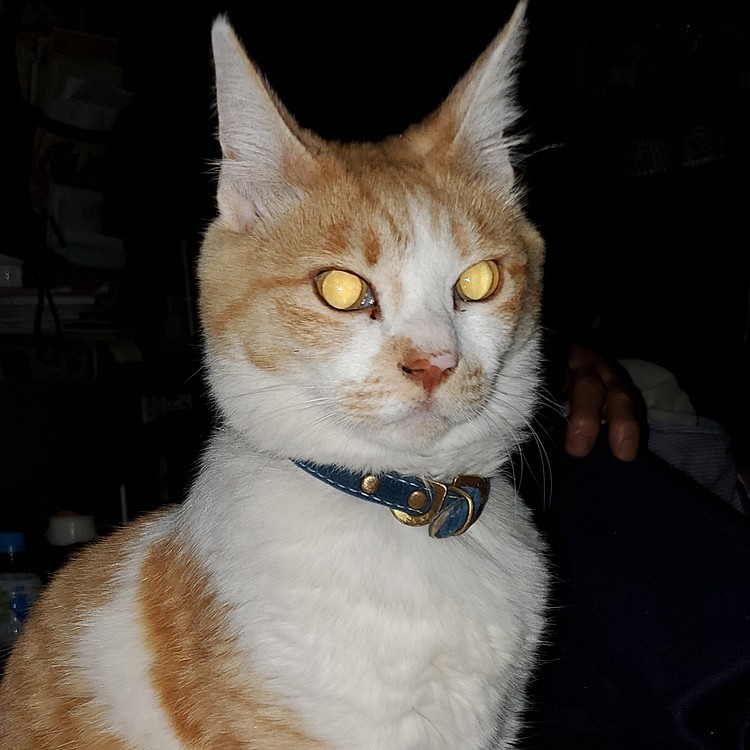 この猫、目からビームが出るらしいです…✴️ビビ〰️👀