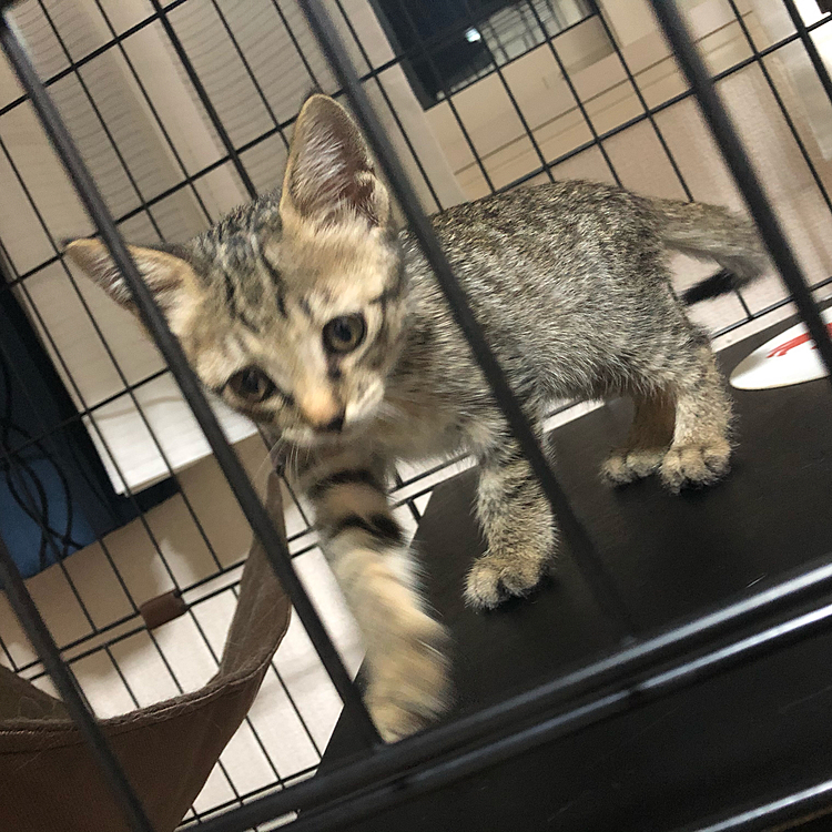 実家のご近所さんが拾った子猫さん！
ハルちゃんと仲良くなれるといいなぁ

仕事だったのでお母さんに代わりに病院に連れてってもらいました！
検査とかは保護して3週間経たないと出来ないらしいからまだハルちゃんと顔合わせしてません(´･×･`)