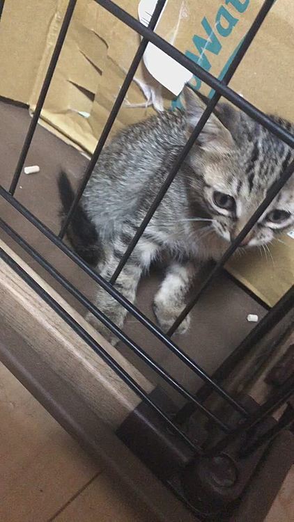 仕事から帰ってきてはじめましてのご挨拶させて頂きました！
そんなことよりここから出せって感じですねぇꉂ(ˊᗜˋ*)