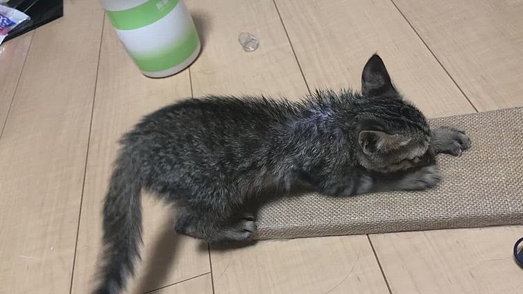爪とぎ教えてないのにやってました！！