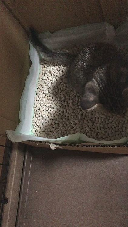 おしっこしたあとは掘らない派だそうです:(´◦ω◦｀):