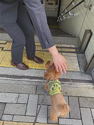 17日(木)久々にパパさんお見送りがてらの朝散歩🐾
とにかく大通り沿いの日陰を進みながら色々な花を楽しみましたが、自然を求めてぐるっと周りまたまたメタセコイア広場へ😅
やっぱり気持ちが良いね👍
朝ごはんの後しっかりしたのに💩も出ましたね💦