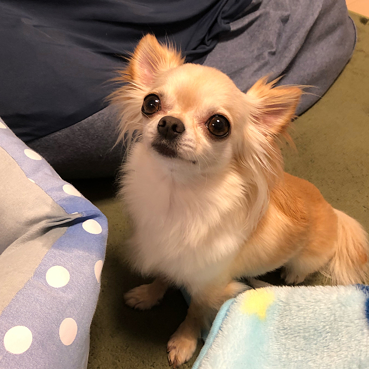 2021.6.18(金)
ケージからベッドと毛布を引っ張り出してきました🐶💦
パパがおせんべい🍘を食べはじめたのでじーっと見ていました🤣🤣その後、パパのまわりにおせんべい🍘が落ちてないか探していました😅
