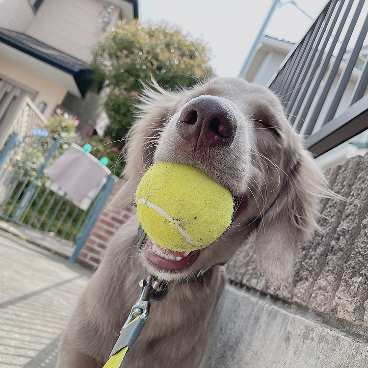 ニコ〜(ご機嫌)
ボール大好きだもんね🎾✨