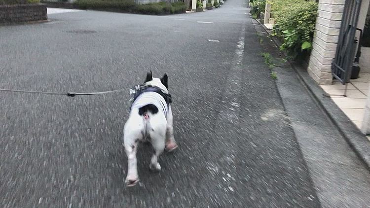 ダイエット散歩のため、いつもよりロングコースです😁