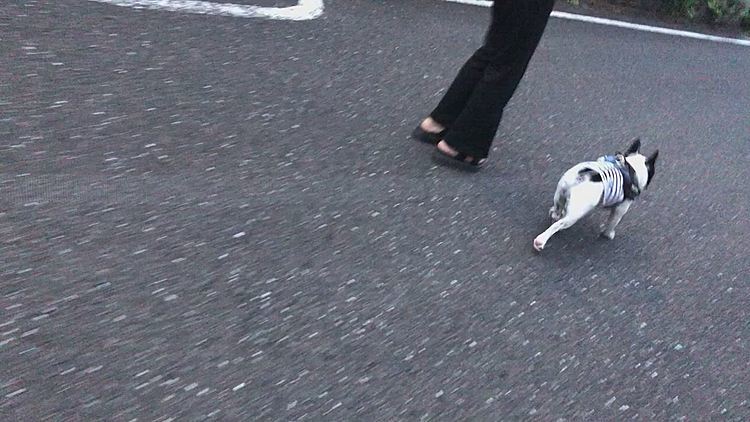 今日もワンワンされて、最後振り向いて そんなに吠えないでよ💦と困り顔のまろです🤣