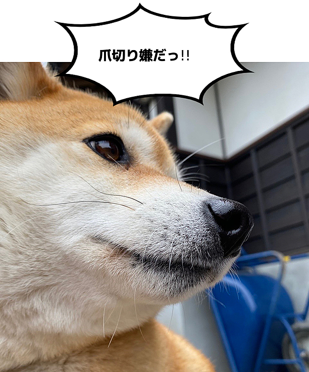 皆さん、爪切りってどうやってますか？？
くうちゃんめちゃくちゃ爪切り嫌がって爪切れなくてでも、切った方がいいから頑張ってるんですけど1、2本しか切れなくて😭😭
コメントで教えてください🙇‍♀️