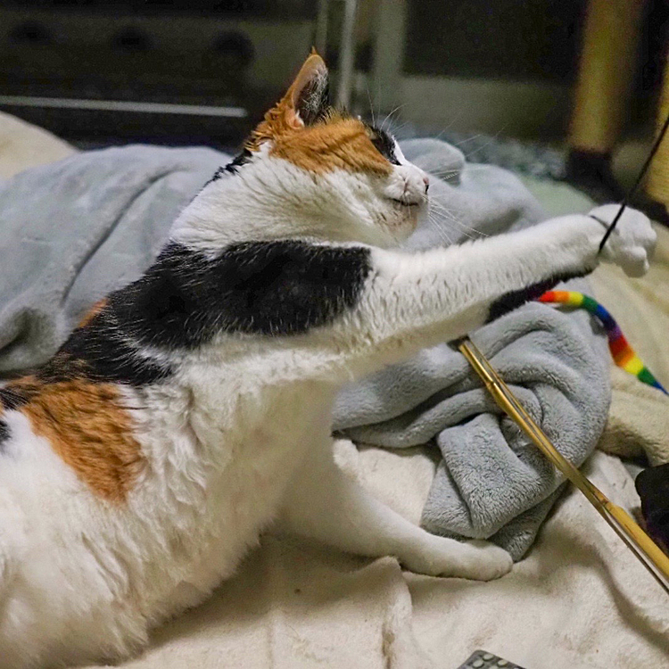 引っ張るにゃ