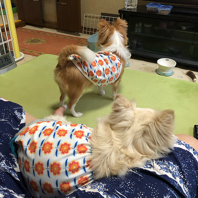 おはようございます☔️
最近は疲れてて投稿をサボってました💦
皆さんの素敵な投稿にもコメント出来なくてごめんなさい🙏

小雪＆小春地方は雨☔️です🐶🐶