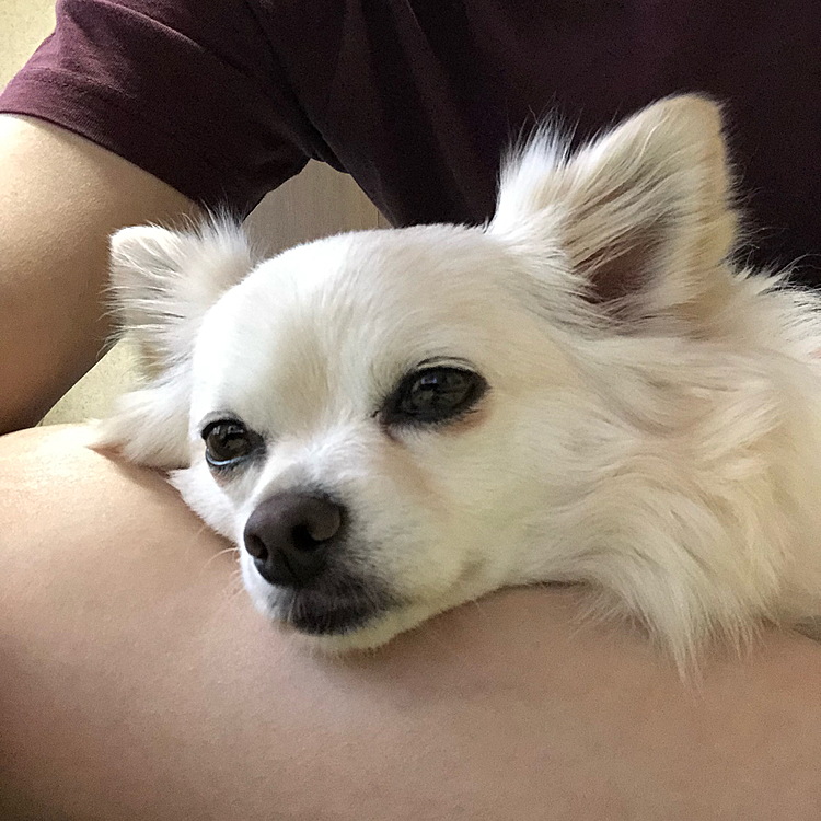 小雪は☔️なのでお散歩へ行けずに退屈そうです🐶