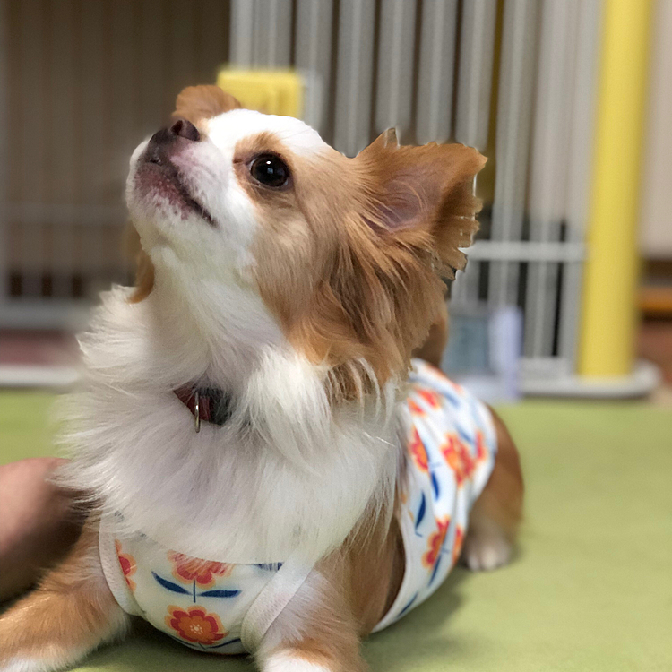 小春はワチャワチャと爆走💨
朝から元気いっぱいオモチャやボールに夢中です🐶