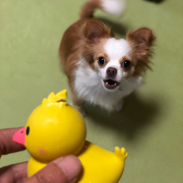 ヒヨコちゃん🐥のトサカを噛みちぎりました💦
って書き込んでたら…